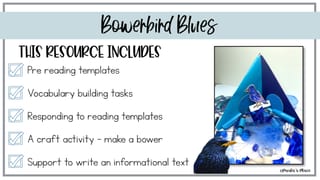 Bowerbird Blues | Reading Writing and Craft Resources - image 2 of 7