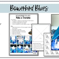 Bowerbird Blues | Reading Writing and Craft Resources - thumbnail 6 of 7
