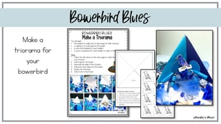 Bowerbird Blues | Reading Writing and Craft Resources - image 6 of 7