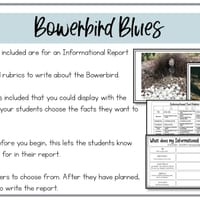 Bowerbird Blues | Reading Writing and Craft Resources - thumbnail 7 of 7