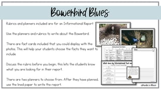 Bowerbird Blues | Reading Writing and Craft Resources - image 7 of 7
