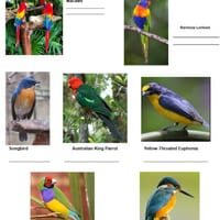 Visual Arts - Colour Theory - Primary, Complementary, Tertiary - thumbnail 1 of 1