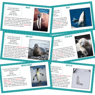 WHOLE CLASS READING: POLAR ANIMALS - SCIENCE OF READING ALIGNED - image 2 of 5
