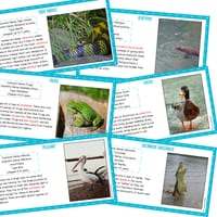 WHOLE CLASS READING - WETLAND ANIMALS. SCIENCE OF READING ALIGNED - thumbnail 2 of 4