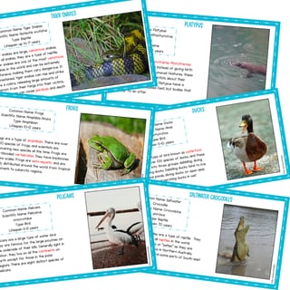 WHOLE CLASS READING - WETLAND ANIMALS. SCIENCE OF READING ALIGNED - image 2 of 4